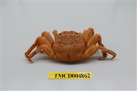 藏品(鱗形斜紋蟹)的圖片